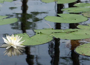 Nymphaea odorata