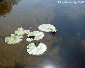 Nymphaea odorata