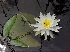 Nymphaea odorata