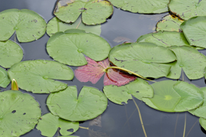 Nymphaea odorata