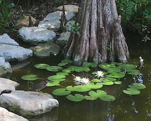 Nymphaea odorata