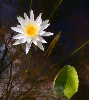 Nymphaea odorata