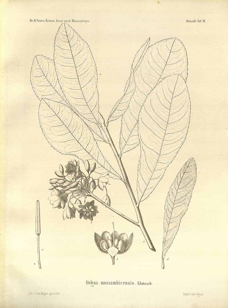 Ochna mossambicensis