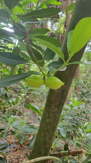 Ochrosia elliptica