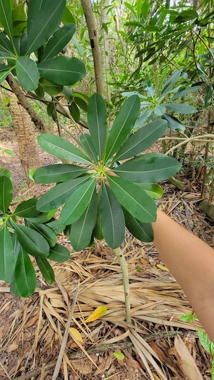 Ochrosia elliptica