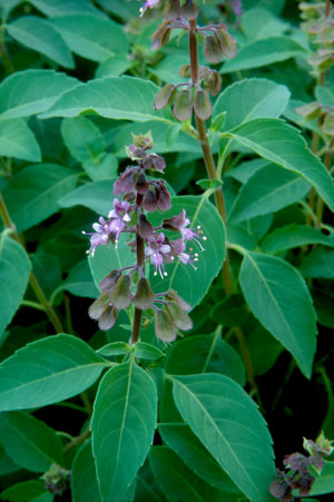 Ocimum campechianum