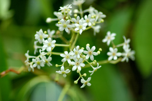 Nectandra coriacea