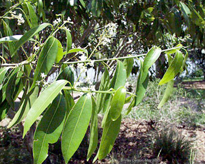 Nectandra coriacea