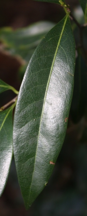 Nectandra coriacea