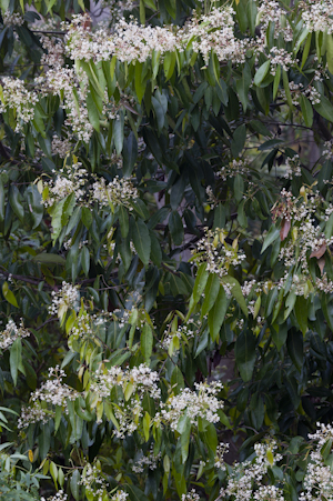 Nectandra coriacea