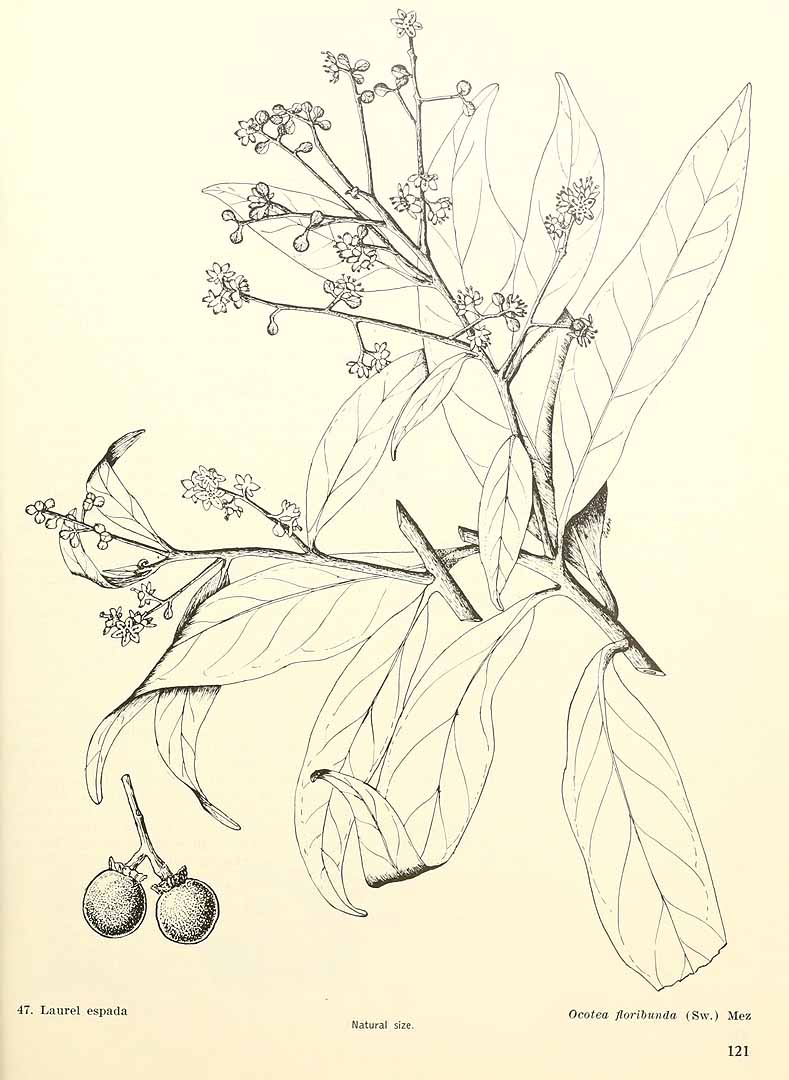 Ocotea floribunda