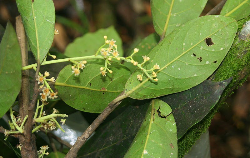 Ocotea leucoxylon