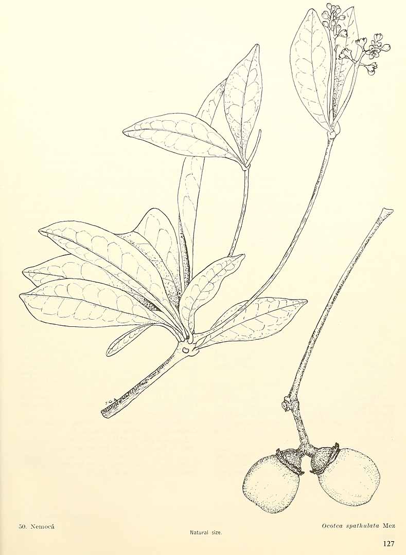 Ocotea spathulata