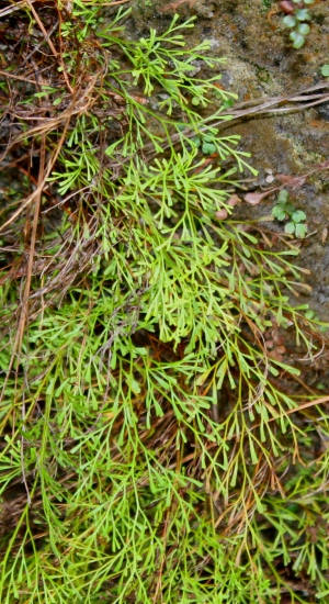 Sphenomeris clavata