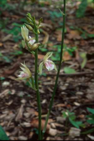 Oeceoclades maculata