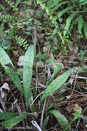 Oeceoclades maculata