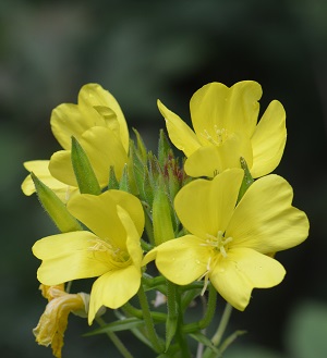 Oenothera biennis