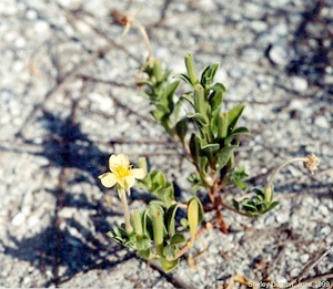 Oenothera humifusa