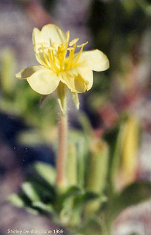 Oenothera humifusa