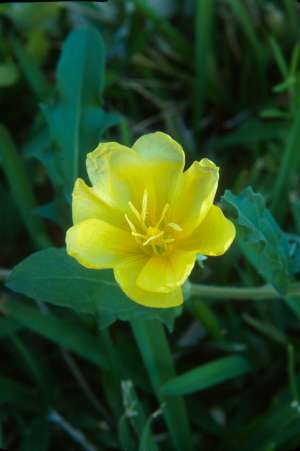 Oenothera laciniata