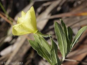 Oenothera laciniata