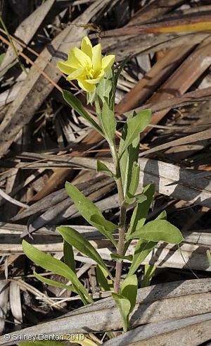 Oenothera laciniata