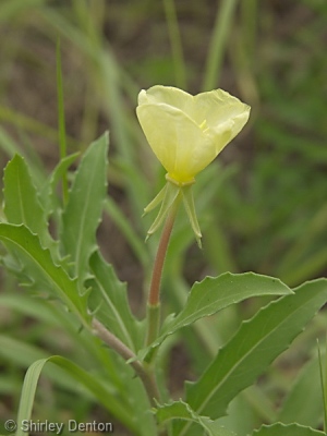 Oenothera laciniata