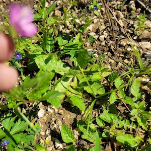 Oenothera rosea