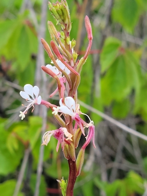 Oenothera simulans