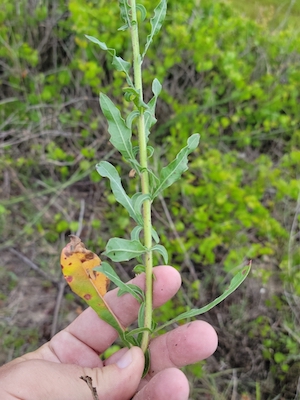 Oenothera simulans