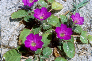 Okenia hypogaea