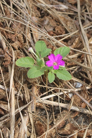 Okenia hypogaea