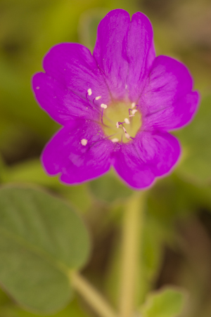 Okenia hypogaea