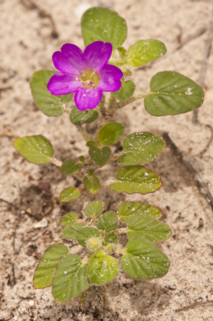 Okenia hypogaea