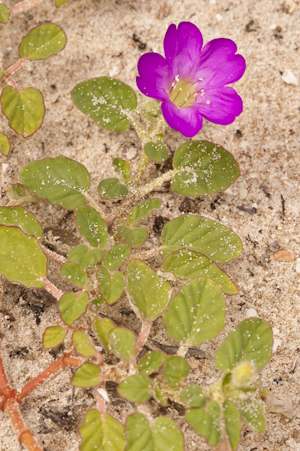 Okenia hypogaea