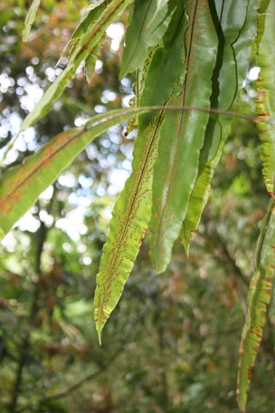 Oleandra articulata