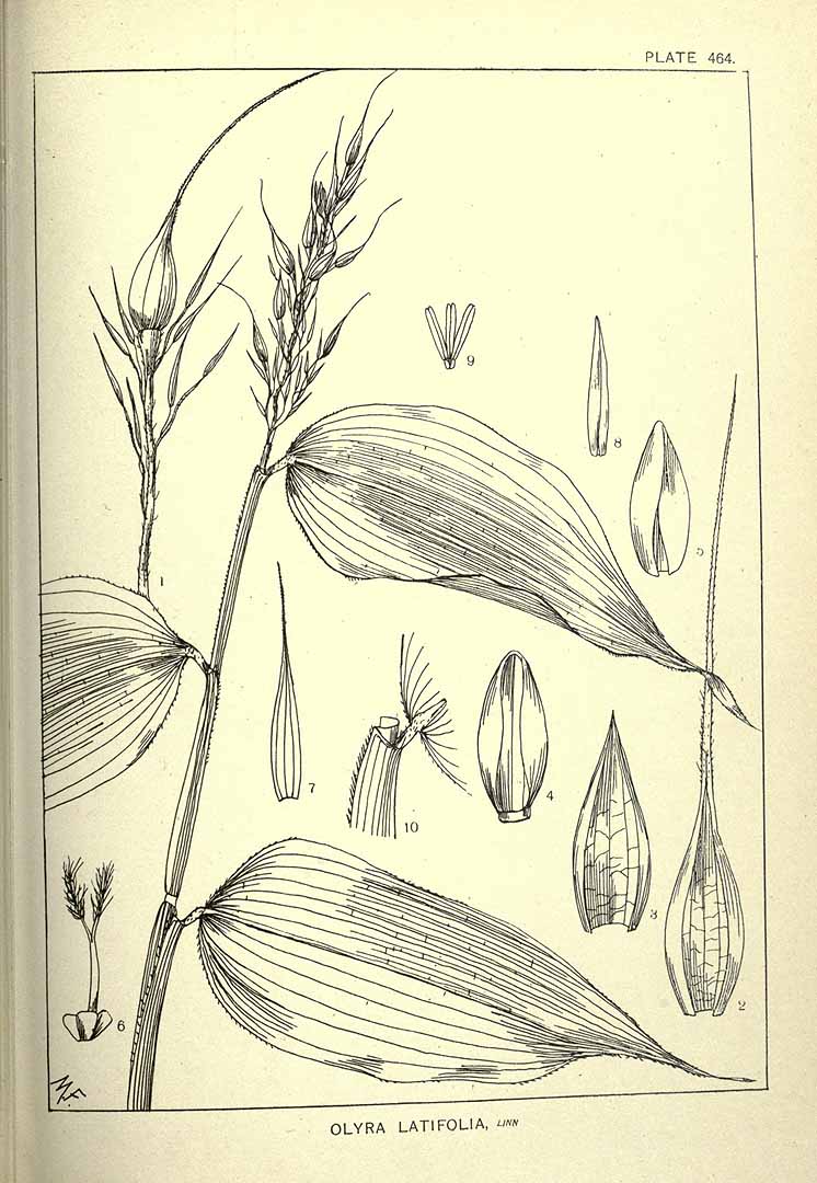 Olyra latifolia