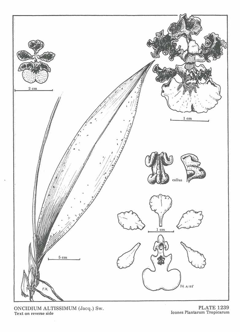 Oncidium altissimum