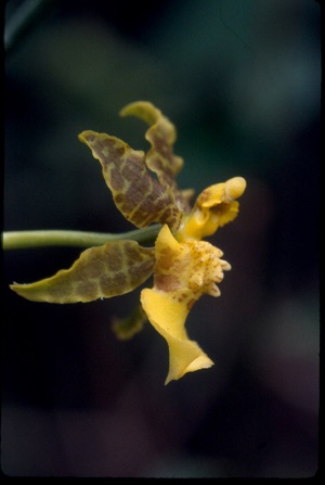 Oncidium ensatum