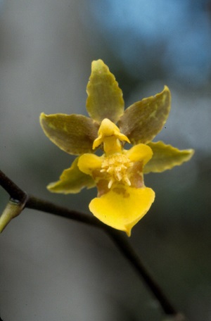 Oncidium ensatum