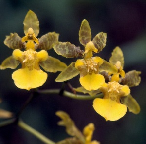 Oncidium ensatum