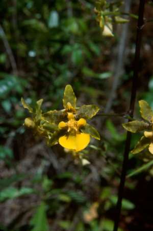 Oncidium ensatum