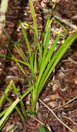 Oncidium ensatum