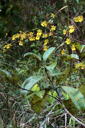 Oncidium ensatum