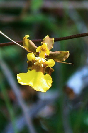 Oncidium ensatum