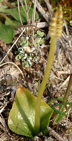 Ophioglossum crotalophoroides