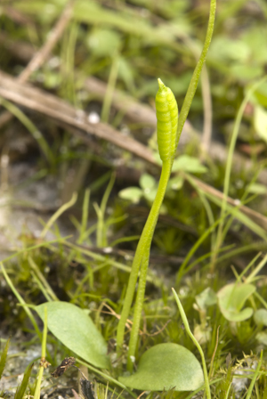 Ophioglossum nudicaule