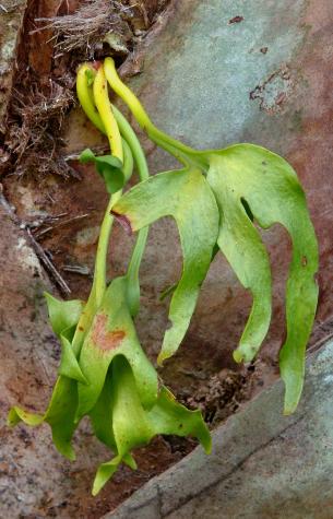 Ophioglossum palmatum