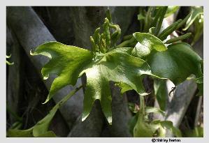 Ophioglossum palmatum