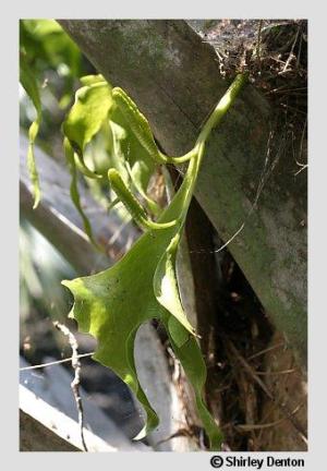 Ophioglossum palmatum